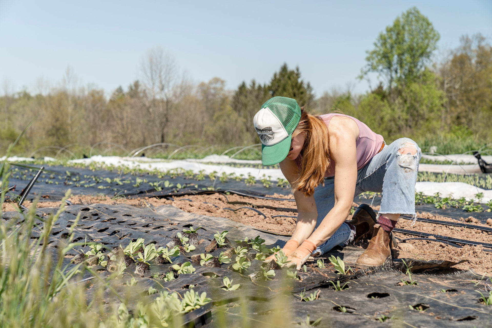 Seasonal agricultural work - What you need to know before hiring seasonal workers Image